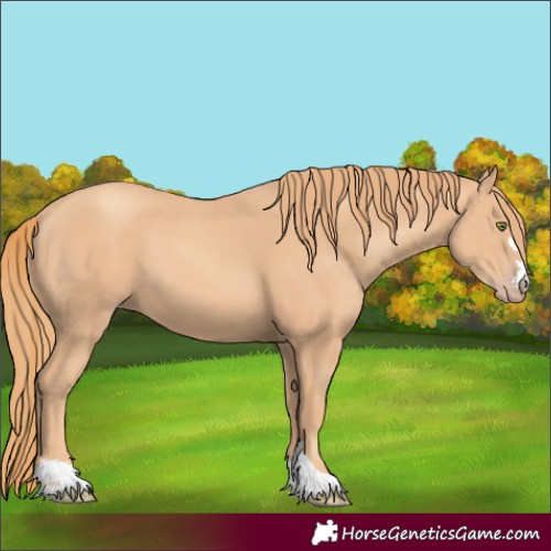 Horse Color:Gold Champagne