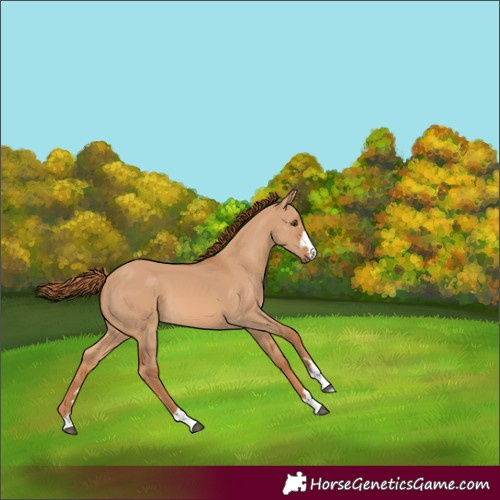 Horse Color:Red Dun