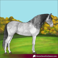 Horse Color:White Spotted Blue Roan