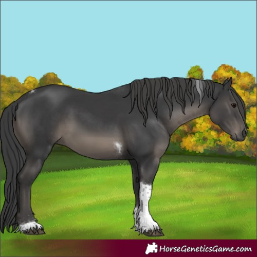 Horse Color:Black Tobiano Rabicano 