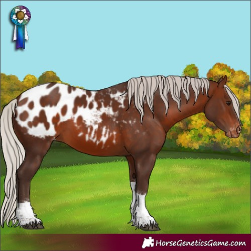 Horse Color:Silver Brown Tobiano Appaloosa Rabicano 