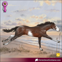 Horse Color:Liver Chestnut Sabino 