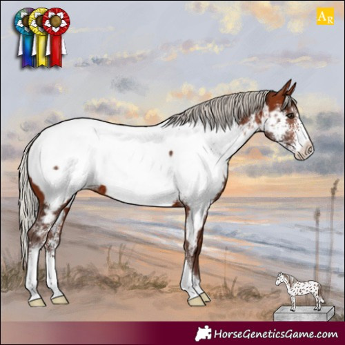 Horse Color:Silver Brown Sabino Appaloosa
