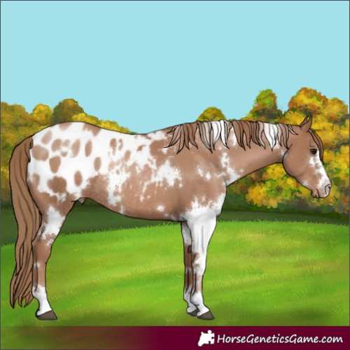 Horse Color:White Spotted Black Pearl Appaloosa Rabicano 