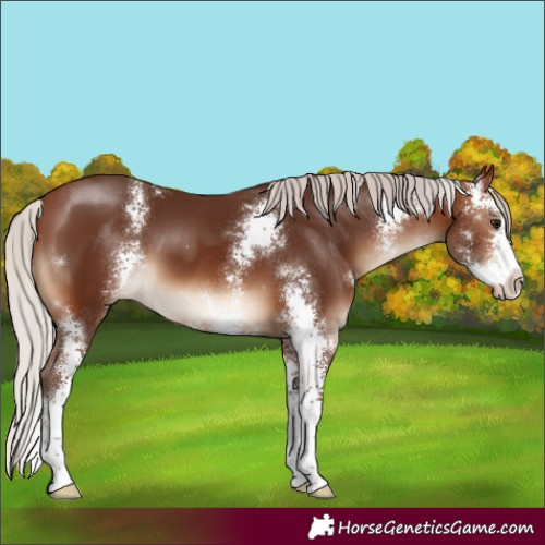 Horse Color:Silver Brown Sabino