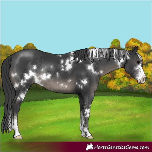 Horse Color:White Spotted Black Sabino Rabicano