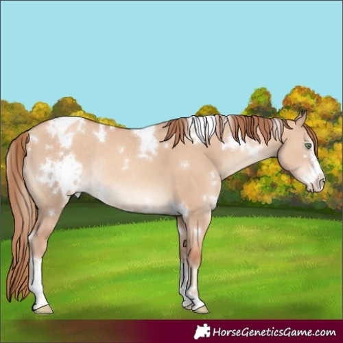 Horse Color:White Spotted Gold Champagne Dun Sabino Appaloosa Rabicano 