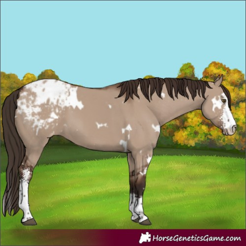 Horse Color:White Spotted Liver Red Dun Sabino Appaloosa 