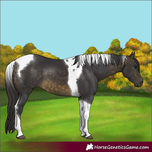 Horse Color:Buckskin Tobiano