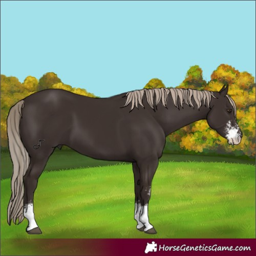 Horse Color:Liver Chestnut Sabino 