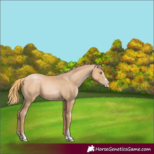 Horse Color:Chestnut Pearl