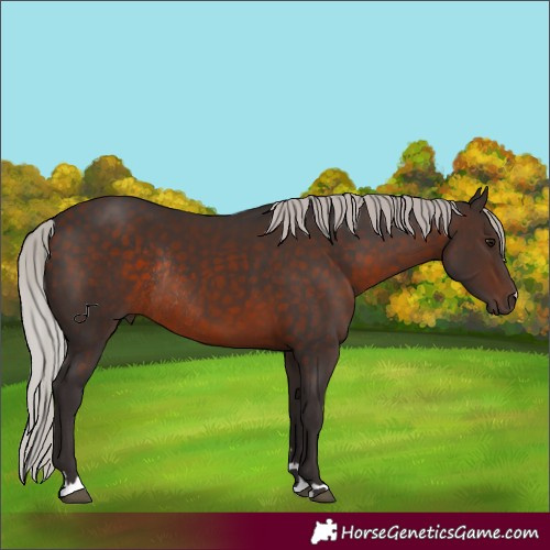 Horse Color:Silver Brown Rabicano