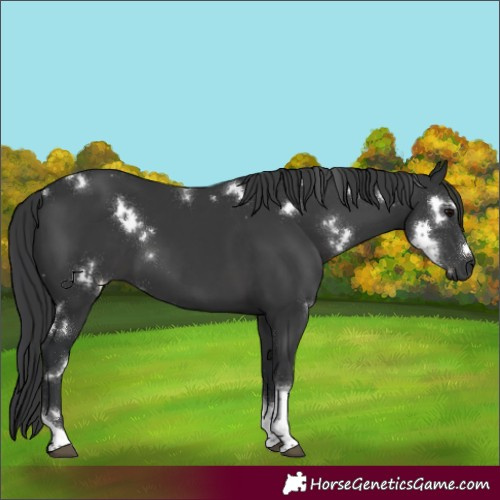 Horse Color:White Spotted Black Tobiano 