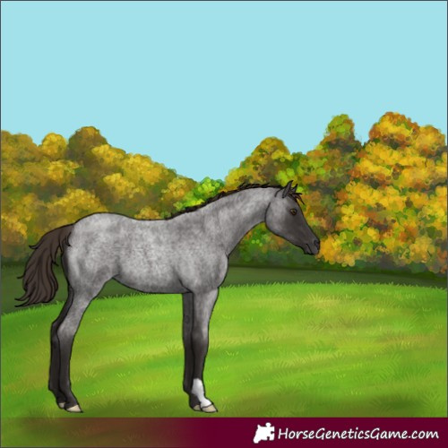 Horse Color:Liver Red Roan 