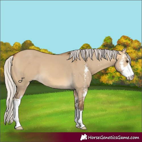 Horse Color:Silver Buckskin Dun Sabino 