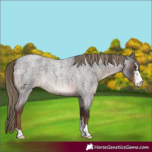 Horse Color:Liver Red Roan Sabino Rabicano