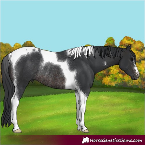 Horse Color:Brown Tobiano Rabicano 