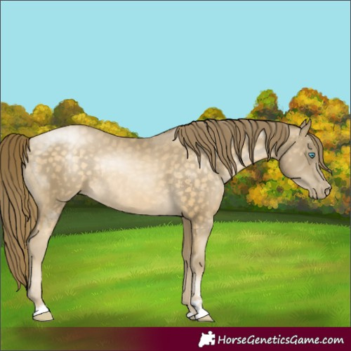 Horse Color:Buckskin Pearl Rabicano