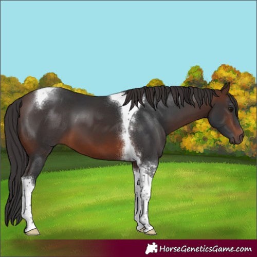 Horse Color:Brown Tobiano 