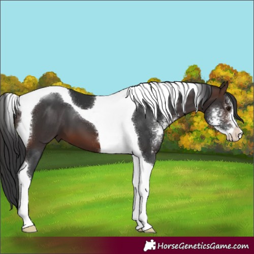 Horse Color:Brown Sabino Tobiano 