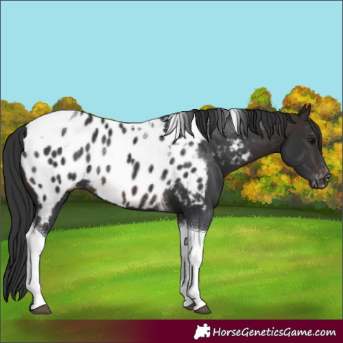 Horse Color:Brown Tobiano Appaloosa Rabicano
