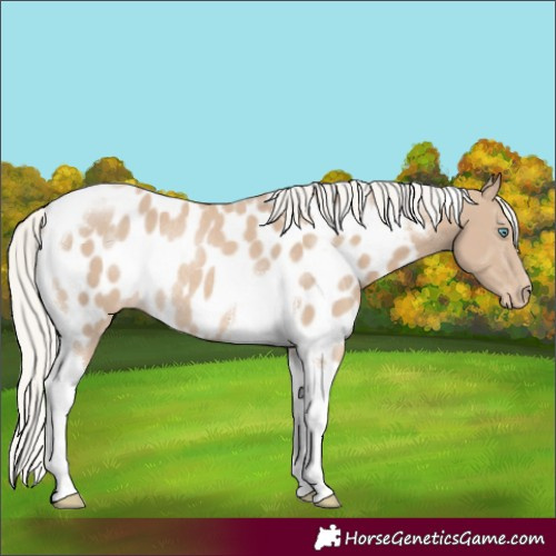 Horse Color:Silver Smoky Creme Tobiano Appaloosa Rabicano 