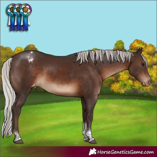 Horse Color:Silver Brown Tobiano Appaloosa 