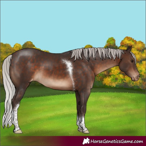 Horse Color:Silver Brown Tobiano Appaloosa