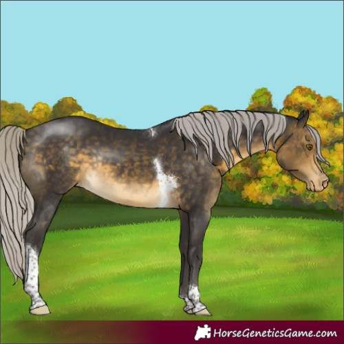 Horse Color:Silver Buckskin Tobiano Appaloosa Rabicano 