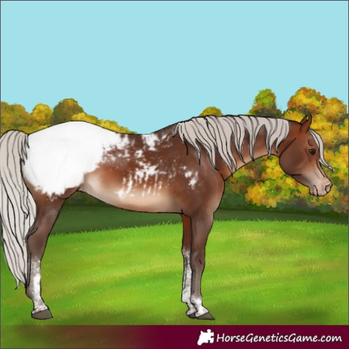 Horse Color:Silver Brown Sabino Tobiano Appaloosa Rabicano 