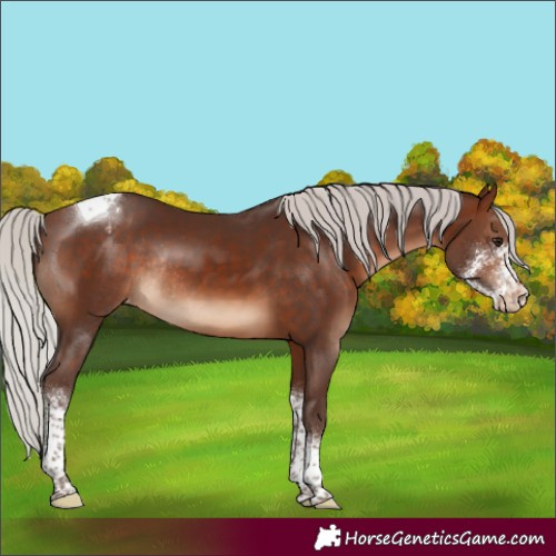 Horse Color:Silver Brown Sabino Tobiano Appaloosa Rabicano