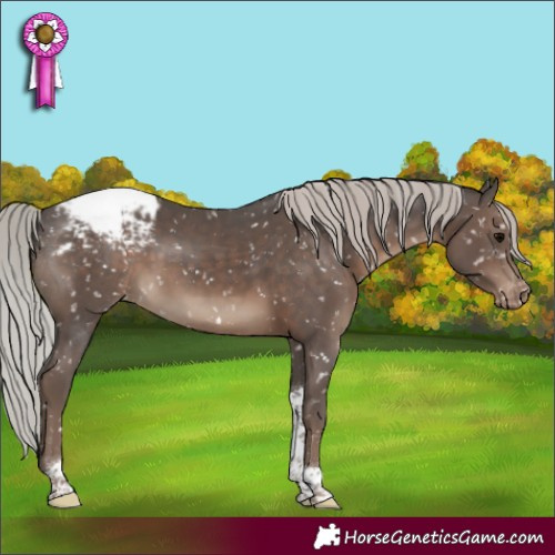 Horse Color:Silver Black Tobiano Appaloosa Rabicano 
