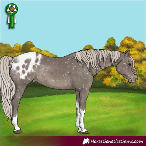 Horse Color:Silver Black Tobiano Appaloosa Rabicano 