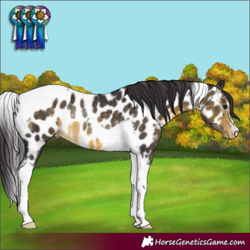 Horse Color:Buckskin Tobiano Appaloosa Rabicano 