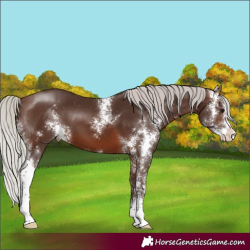 Horse Color:Silver Brown Sabino Appaloosa 