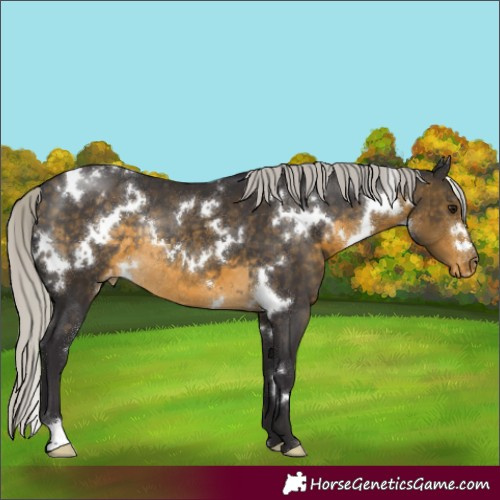Horse Color:White Spotted Silver Buckskin Appaloosa Rabicano 