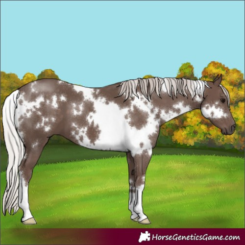 Horse Color:White Spotted Silver Black 