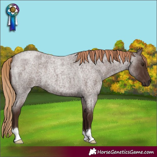 Horse Color:Liver Red Roan