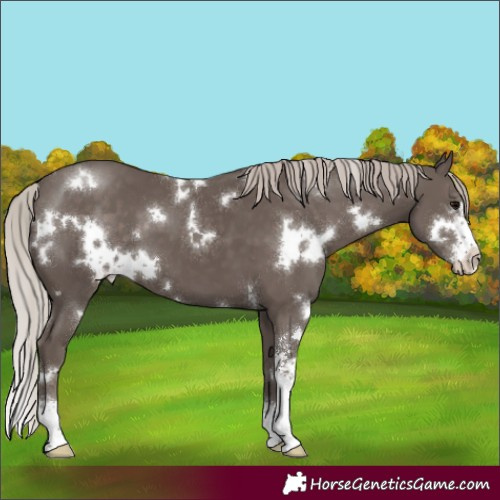 Horse Color:White Spotted Silver Black Sabino 