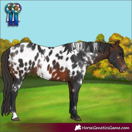 Horse Color:White Spotted Brown Appaloosa