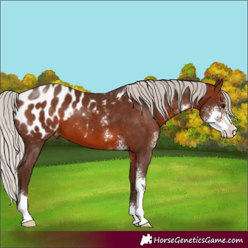Horse Color:Silver Brown Sabino Appaloosa 