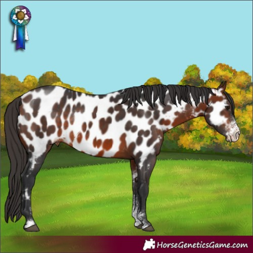 Horse Color:Bay Sabino Appaloosa Rabicano 