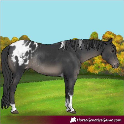 Horse Color:Black Tobiano Appaloosa Rabicano