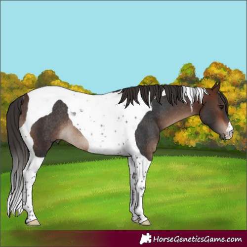 Horse Color:Brown Tobiano Rabicano 