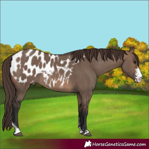 Horse Color:Brown Dun Sabino Appaloosa 