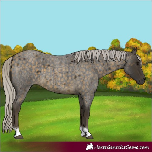 Horse Color:Silver Buckskin Roan