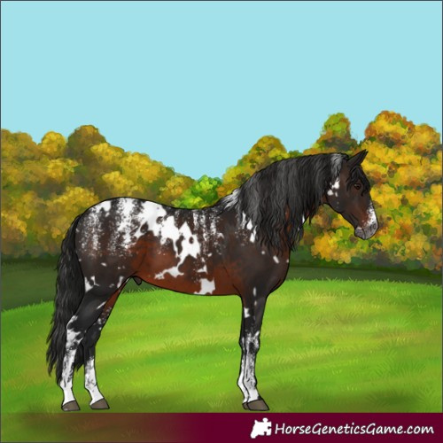 Horse Color:Powder White Gray White Spotted Brown