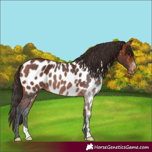 Horse Color:Bay Near Leopard