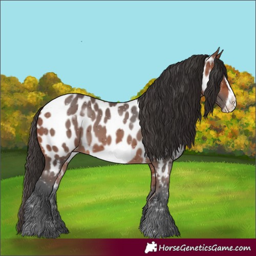 Horse Color:Bay Frame Appaloosa 