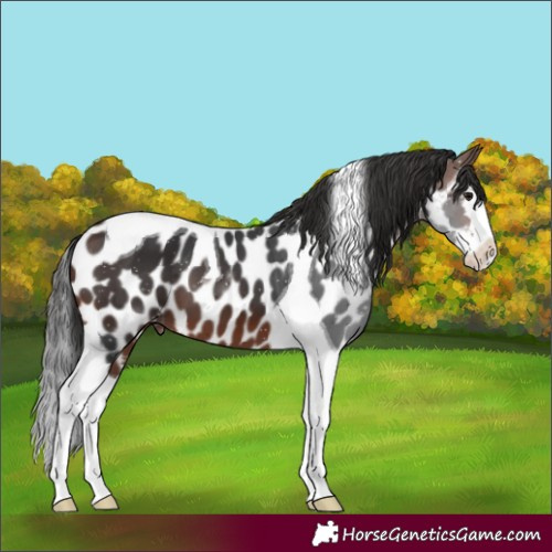 Horse Color:Brown Splash Tobiano Appaloosa 